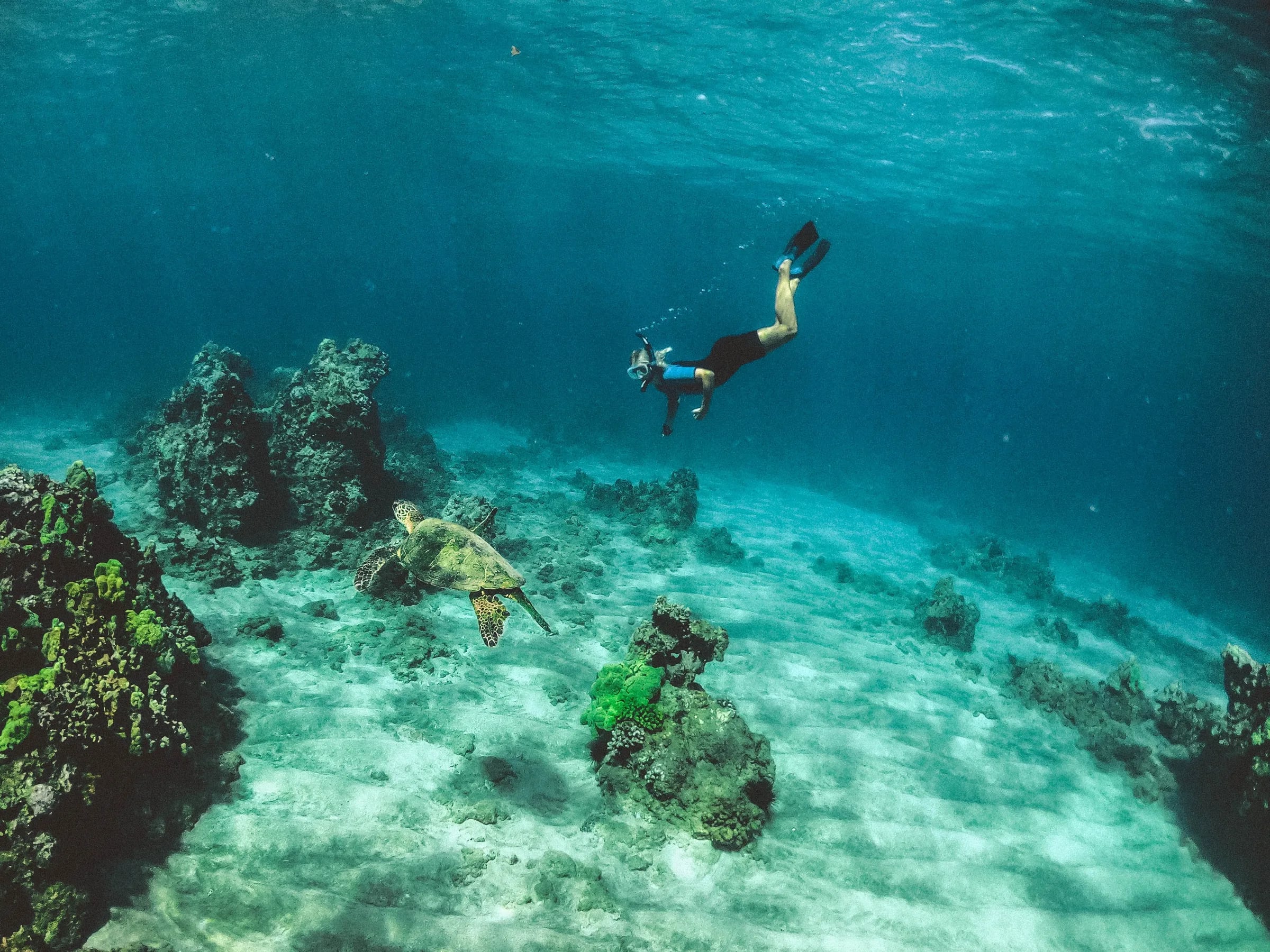 Private Sea Turtle